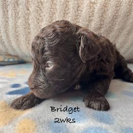 Bridget - Chocolate female Yorkipoo puppy in Waldorf, Maryland from Luv My Yorkies, LLC