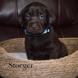 Stoeger - Chocolate male Labrador Retriever puppy in Hillman, Michigan from Northrop Farm