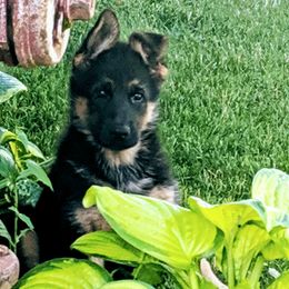 German Shepherd and Pembroke Welsh Corgi Puppies from CB Kennel and Ranch