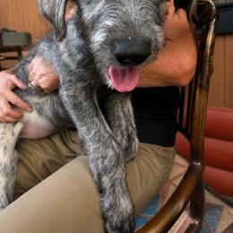 Irish Wolfhound Puppies from Juniper Creek Irish Wolfhounds