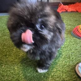 Cockapoo, Goldendoodle, and Shih Tzu Puppies from Dogue, where fashion meets fur