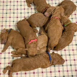 Goldendoodle Puppies from Bear Ridge Doodles