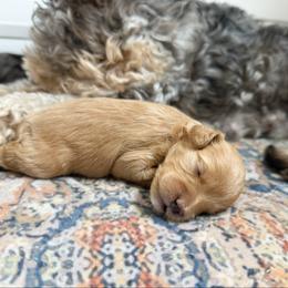 Lucy F1b  (choc carrier) - Red female Cavapoo puppy in Wamego, Kansas from Doodles of Oz