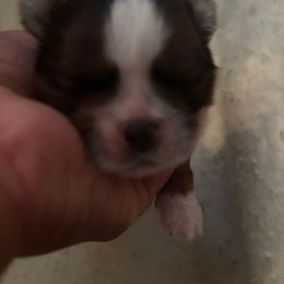 Boy 3 - Chocolate male Shih Tzu puppy in Manlius, New York from Dorothy Agrippino's Shih Tzus