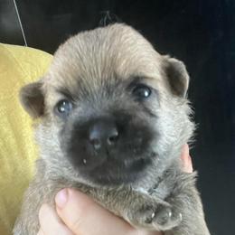 Wicket Boy 1 - Gray male Cairn Terrier puppy in Bigfork, Minnesota from Dachshunds Up North