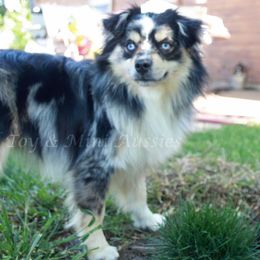 Tanya - Toy Australian Shepherd