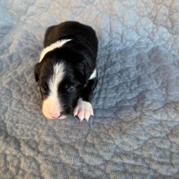 Girl 2 - Black and white female Border Collie puppy in Centerville, Washington from Forthright Farms