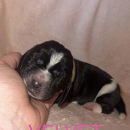 Velvet - Black brown and white female Basset Hound puppy in Letcher, Kentucky from Hackers Appalachian Basset Hounds