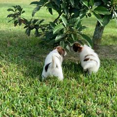 Nederlandse Kooikerhondje Puppies from Sunshine Kooikers