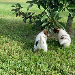 Nederlandse Kooikerhondje Puppies from Sunshine Kooikers