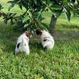 Nederlandse Kooikerhondje Puppies from Sunshine Kooikers