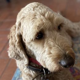 Stevie - Goldendoodle