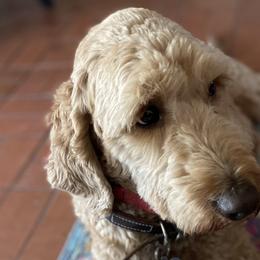 Stevie - Goldendoodle