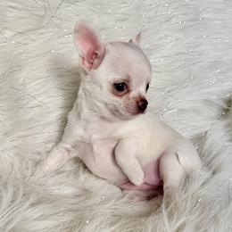 Kiss - Cream and white female Chihuahua puppy in Allentown, Pennsylvania from Tsunami Cockers & Chihuahuas