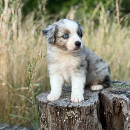 Boy 1 - Blue merle male Miniature Australian Shepherd puppy in Greenville, South Carolina from QC Homestead Miniature Australian Shepherds