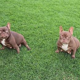 Sissy - French Bulldog