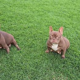 Sissy - French Bulldog