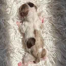 Girl 2 - Dapple female Dachshund puppy in London, Kentucky from Steele Half Acre Homestead