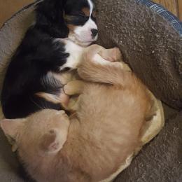 Cavalier King Charles Spaniel Puppies from Phoenix Rose Cavalier King Charles