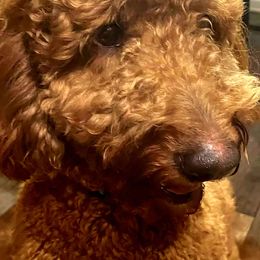 Summit - Goldendoodle