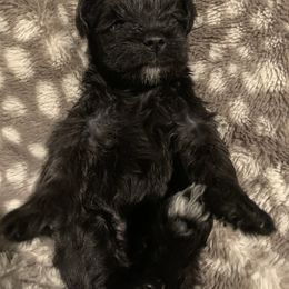 Girl 1 - Miniature Schnauzer puppy in St. George, Utah from Schnauzer Society