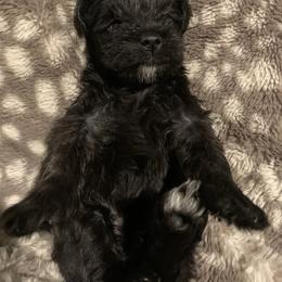 Girl 1 - Miniature Schnauzer puppy in St. George, Utah from Schnauzer Society