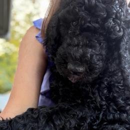 Clark - Black male Double Doodle puppy in Mineola, Texas from ETX Dandy Doodle