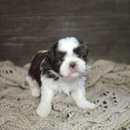 Echo - Liver and white male Shih Tzu puppy in Mountain Grove, Missouri from Precious Puppies