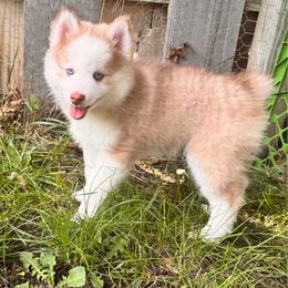 Aurelia - Red and white female Pomsky puppy in Lincoln, Nebraska from Blue Heaven Pomsky