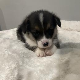Fern - Black and tan female Pembroke Welsh Corgi puppy in Morgantown, Pennsylvania from GoldStar Corgis (License Number 18519)