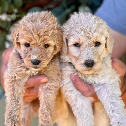 Bernedoodles, Goldendoodles, and Poodles from Lincoln Avenue Doodles