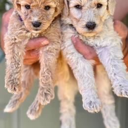 Bernedoodles, Goldendoodles, and Poodles from Lincoln Avenue Doodles