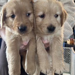 Golden Retrievers from Adele's Golden Retrievers