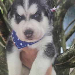 Shadow - Black tan and white male Siberian Husky puppy in Springfield, Massachusetts from 16acreshuskies