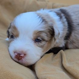 Purple Collar girl - Red merle female Miniature American Shepherd puppy in Lexington, Kentucky from Deuce's Den
