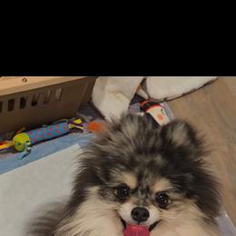 Pomeranian puppies from Teddy-Faced Teacup Pomeranians
