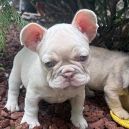 Pearl with OFA parents - Cream female French Bulldog puppy in Billings, Montana from Yellowstone Frenchies