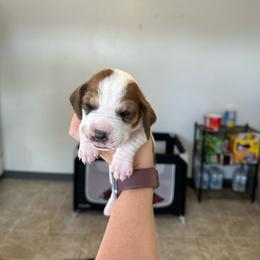 Boy 2 - Brown and white male Basset Hound puppy in Las Animas, Colorado from J&D Dachsies