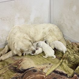 Adaa - Golden Retriever