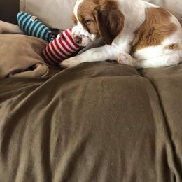 Brittany Puppies from Find A Bird Kennels