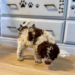 Balsam (Black collar) - Orange male Lagotto Romagnolo puppy in Ashland, Ohio from SS Australian Shepherds