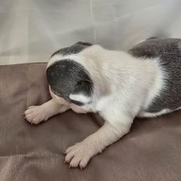 Girl 2 - Blue female Boston Terrier puppy in Anson, Texas from Adrienne Campbell's Boston Terriers