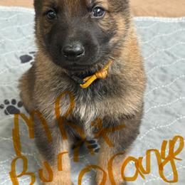 Mr Burnt Orange - Sable male German Shepherd puppy in Berlin, Wisconsin from Gypsy Miracle Kennels