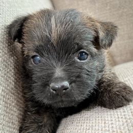 Theo - Black brindle male Cairn Terrier puppy in St. Joseph, Missouri from Stone & Thistle Cairn Terriers
