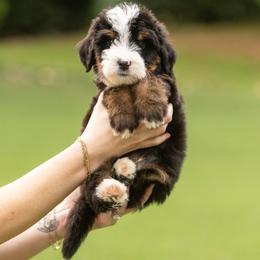 Dark Blue - Tri-color male Bernedoodle puppy in Alpharetta, Georgia from Doodles of Buckhead