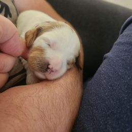 Cavapoo and Poodle Puppies from Salt Creek Doodles