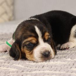 Milo - Black brown and white male Basset Hound puppy in Idaho from Welcome Home Bassets