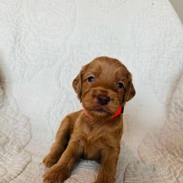 Hot Pink - female Golden Mountain Doodle puppy in Leander, Texas from Olive Grove Doodles
