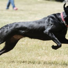 Labrador Retrievers from Feywild Kennels