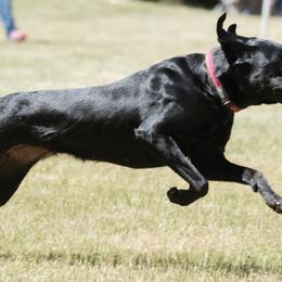 Labrador Retrievers from Feywild Kennels